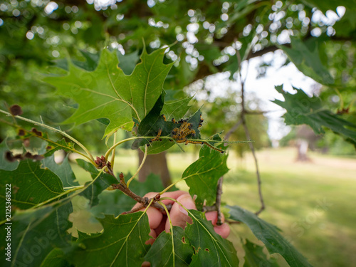 Fotografie Group of buff-tip moth caterpillars (Phalera bucephala) feeding together on an oak leaf and causing visible foliage damage