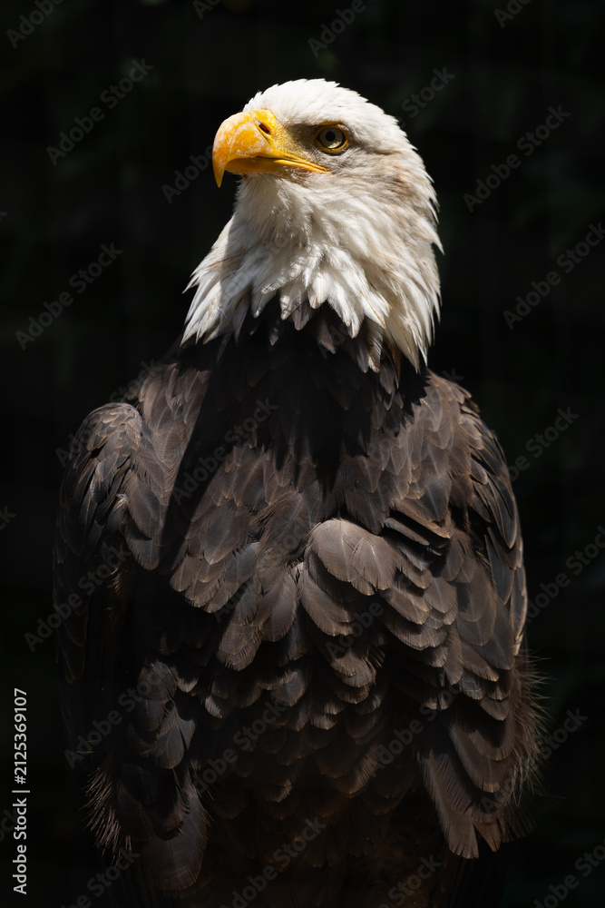 Fototapeta premium Majestätischer Weißkopfseeadler in der Vorderansicht mit erhabenem Blick zur Seite vor dunklem Hintergrund.