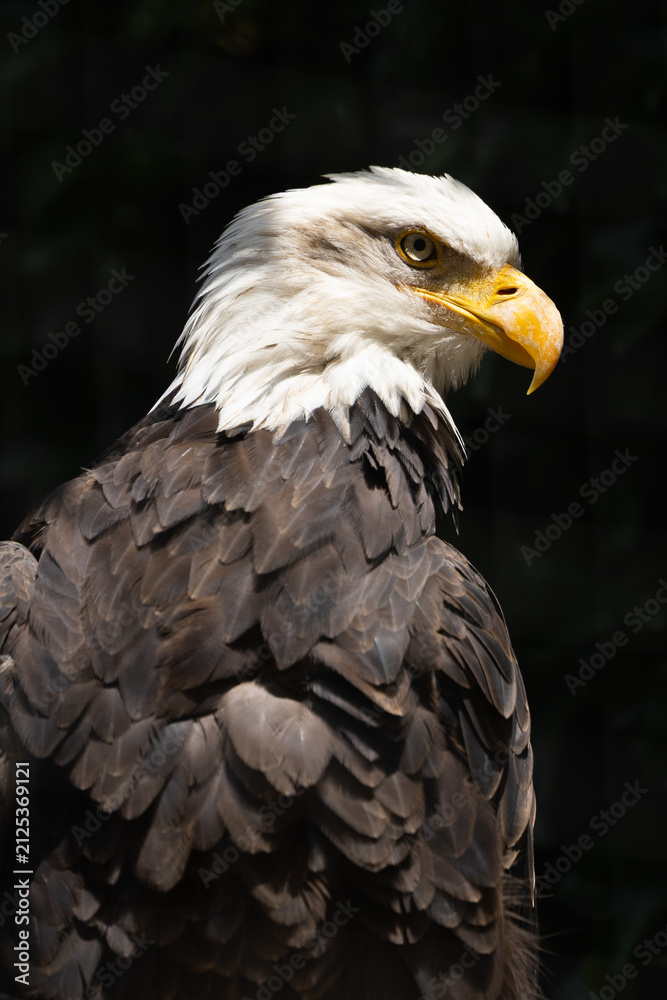 Fototapeta premium Stolz blickender Weißkopfseeadler im Portrait vor dunkel abgedunkeltem Hintergrund mit Fokus auf den gelben Schnabel.