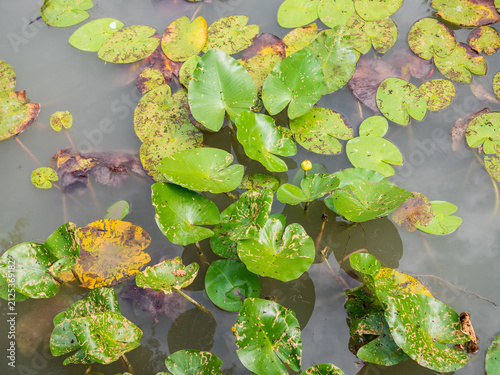 Obraz na płótnie Aquatic plants and floating lily pads with a yellow water lily bud growing on the surface of a natural pond