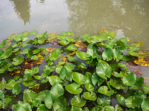 Bild auf Leinwand Aquatic plants and floating lily pads with a yellow water lily bud growing on the surface of a natural pond