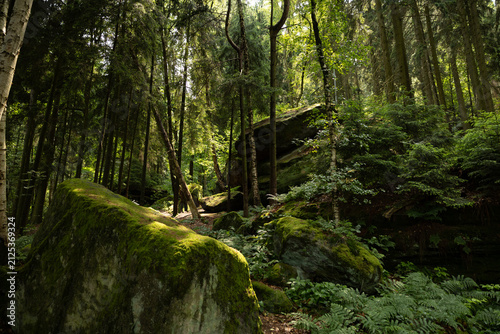 Dichter, verwunschener Wald mit moosbewachsenen Sandsteinfelsen und sonnigen Lichtlichtungen in der Sächsischen Schweiz.