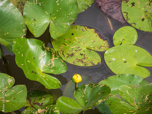 Fotografie Yellow water lily flower (Nuphar lutea) growing in a pond among large green floating leaves