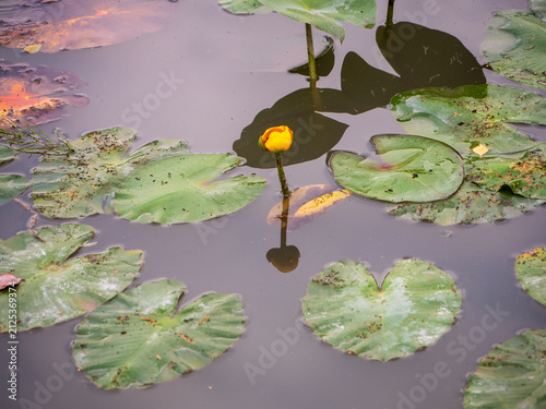Quadro su tela Yellow water lily flower (Nuphar lutea) growing in a pond among large green floating leaves