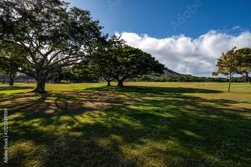 Green Trees on Grass with Sunlight and Shadows.