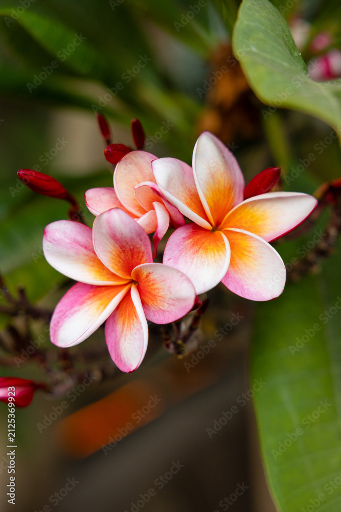Fototapeta premium Wunderschöne rosa-orange Frangipani-Blüten (Plumeria) mit roten Knospen und grünen Blättern in tropischer Nahaufnahme.