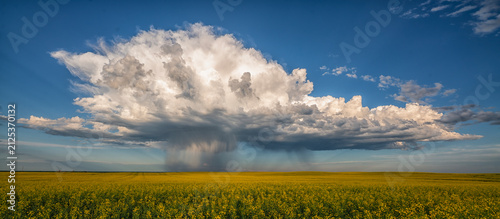 Photography Canola field with storm over it
