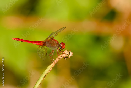Fotografie Male scarlet darter dragonfly perched on the tip of a dry plant stem, captured a