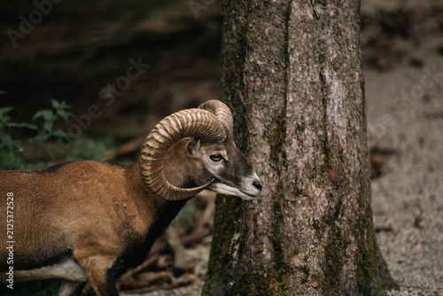 Bild auf Leinwand Mufflon-Widder mit imposanten gedrehten Hörnern steht im Profil neben einem dicken Baumstamm im Wald