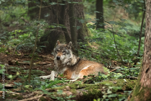 Grauwolf liegt aufmerksam auf dem dichten Waldboden zwischen Bäumen und grünem Unterholz im schattigen Mischwald.