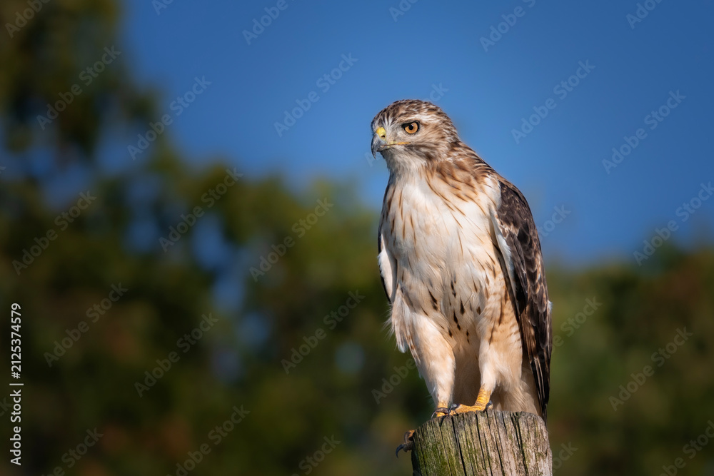 Obraz premium Hawk bird of prey perched on wooden fence post with blurred trees and sky background