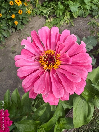 pink zinnia flower blossom
