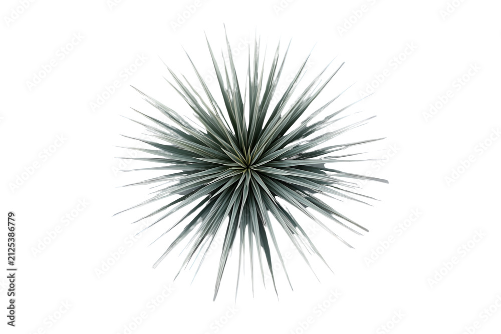 Fototapeta premium Green spiky tropical plant top view isolated on transparent background