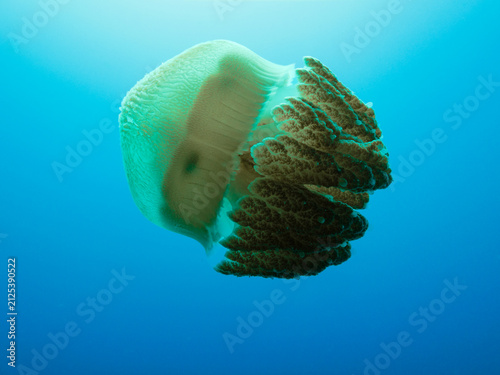 Photography Great Barrier Reef Australia