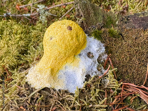 Fotografie Fleur de tan, Fuligo septica, myxomycète, organisme unicellulaire ameboïde, jaun