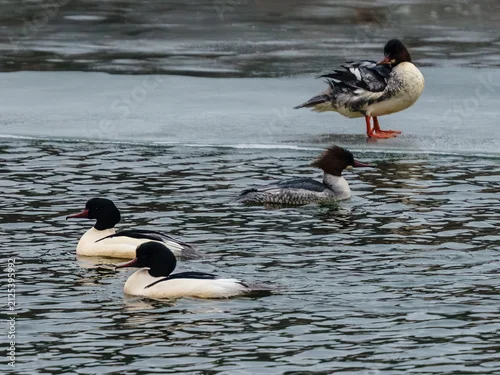 Obraz Tracz nurogęś (Mergus merganser) na zamarzającym zbiorniku wodnym zimą. Dzikie ptaki wodne pływające wśród lodu, ukazujące naturalną bioróżnorodność i ochronę przyrody w Polsce.