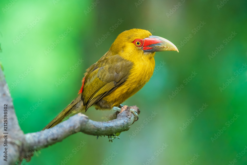 Obraz premium Saffron Toucanet (Pteroglossus bailloni) perched on a mossy branch against a smooth green background, Brazil.