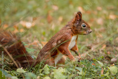Eichhörnchen auf der Wiese