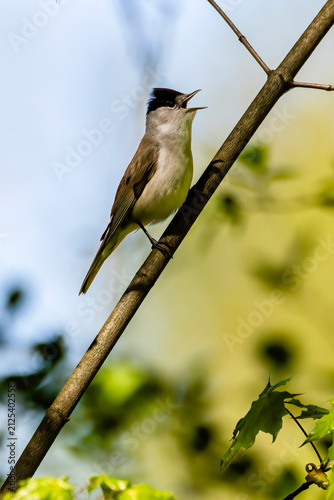 Naklejka Eurasian blackcap