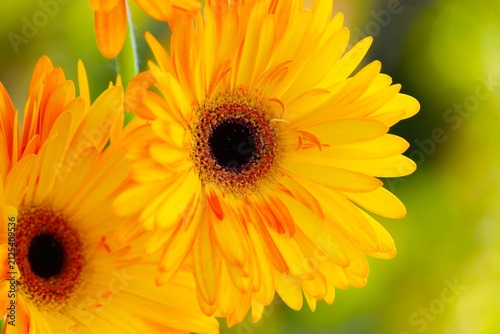 gelbe Blüte der Gerbara im Sommer
