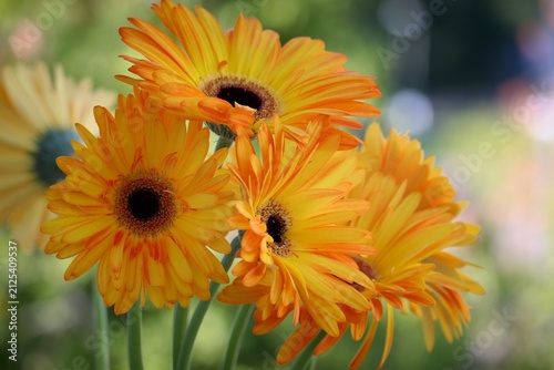 gelbe Blüten von Gerbera