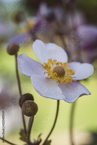 Fotografía Pale pink Japanese anemone blooming in a softly lit summer garden