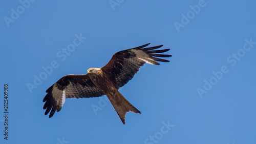 Foto Wildlifeaufnahme von einem Rotmilan im Flug.
