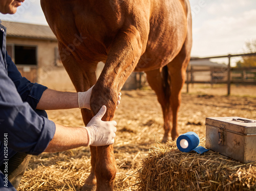 Equine Veterinarian Hands Examining Horse Foreleg With Bandage Roll Nearby in Sunlit Stable Yard