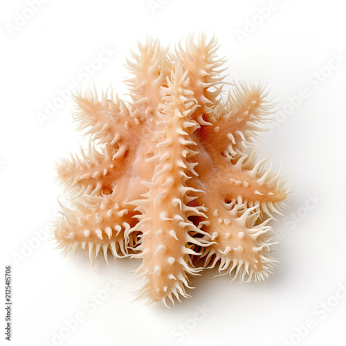 Sea Cucumber Isolated on White Background