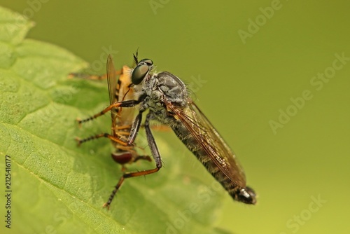 Garten-Raubfliege (Neomochtherus geniculatus) mit erbeuteter Schwebfliege