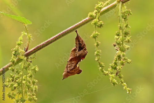 Puppe des C-Falters (Polygonia c-album)