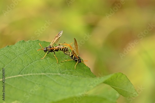 Paarung der Braunwurzblattwespe (Tenthredo scrophulariae)