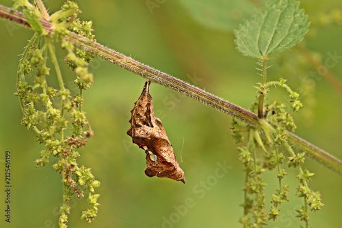 Puppe des C-Falters (Polygonia c-album)