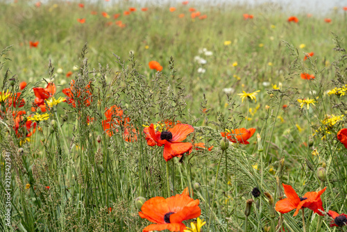 Wildflower Meadow with Red Poppies in Soft Foggy Spring Landscape.