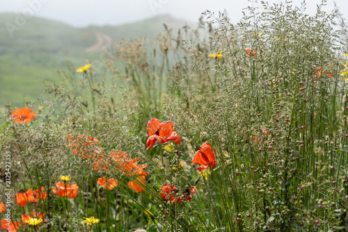Wildflower Meadow with Red Poppies in Soft Foggy Spring Landscape.