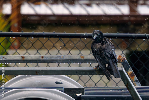 Fotografie crow on the fence