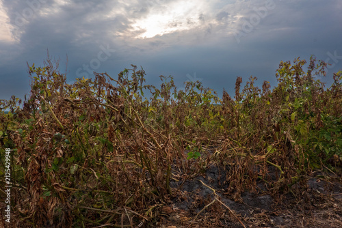 Potatoes treated with herbicide with the aim of potato haulm destruction, killing off the crop