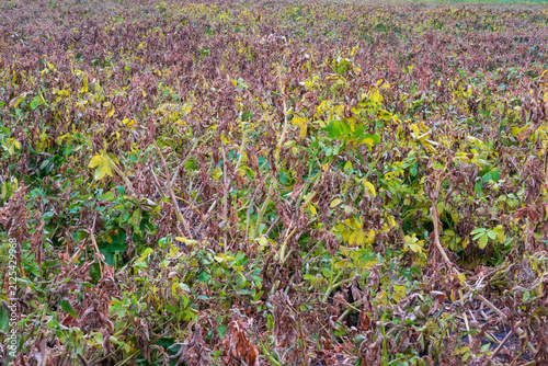 Potatoes treated with herbicide with the aim of potato haulm destruction, killing off the crop