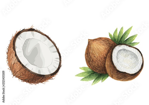 Watercolor coconut illustration. Hand drawn tropical fruit isolated on white background.