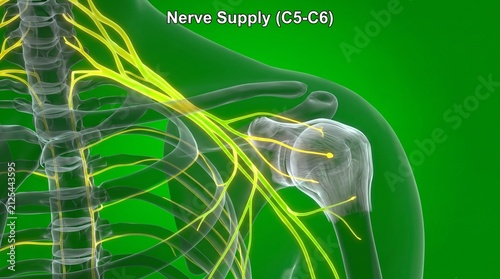 Brachial plexus nerve supply anatomy. Human shoulder nervous system medical illustration.