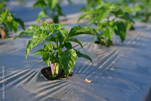 Canvastavla The growing chili plants are covered with black-and-silver plastic mulch to suppress weed growth and retain soil moisture