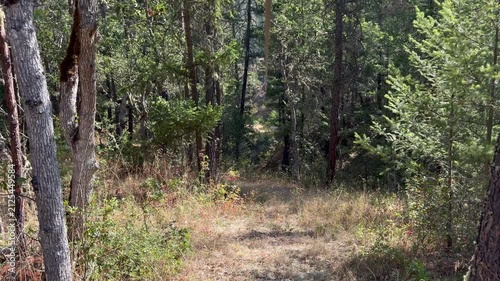 Zipline through the woods