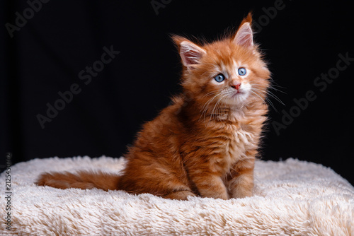 Cute fluffy ginger maine coon kitten with bright blue eyes sitting on soft beige blanket against black background in studio light with copy space for animal and pet themes
