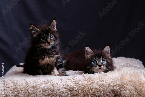 Two cute fluffy dark maine coon kittens with bright blue eyes sitting and lying on soft beige blanket against dark background in studio light for animal and pet themes