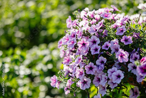Beautiful cluster of purple petunia flowers with dark centers blooms in hanging basket with green foliage and soft bokeh background in bright natural sunlight for garden design