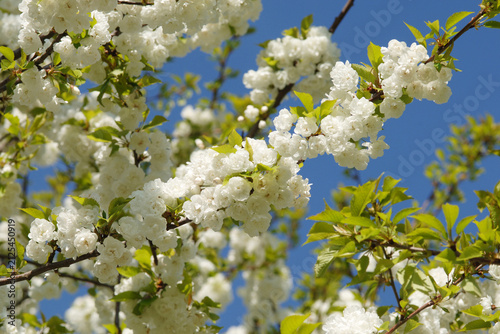 Konstfotografi Kirsche, Gefülltblühende Vogelkirsche, Prunus avium 'Plena' , Blüten,  Einzelblü