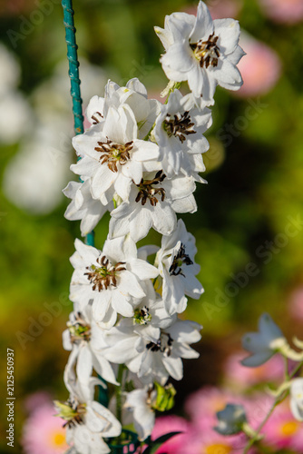 Vertical closeup of white delphinium flowers with dark centers blooming on a stem against soft green and pink bokeh background in natural sunlight for floral design concepts