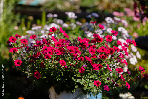 Bright red petunia flowers blooming in a white pot with green foliage and soft colorful bokeh background in a sunny garden creating a vibrant summer floral scene for design