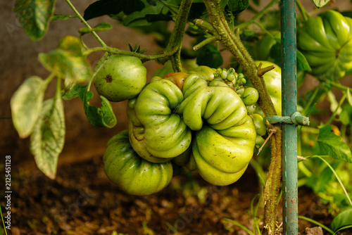 Green heirloom tomatoes growing on a vine with ribbed texture. Stake tied with string on right. Leaves show yellowing spots indicating organic growth in soil