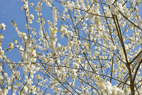 Obraz na płótnie Kirsche, Gefülltblühende Vogelkirsche, Prunus avium 'Plena' , Blüten,  Einzelblü